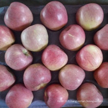 Qualité supérieure de pomme Qinguan fraîche
